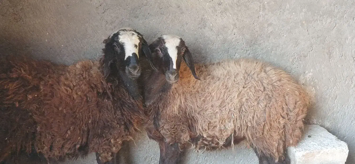 دوراس بره ماده قربانی و نگهداری|حیوانات مزرعه|دشتابی, |دیوار