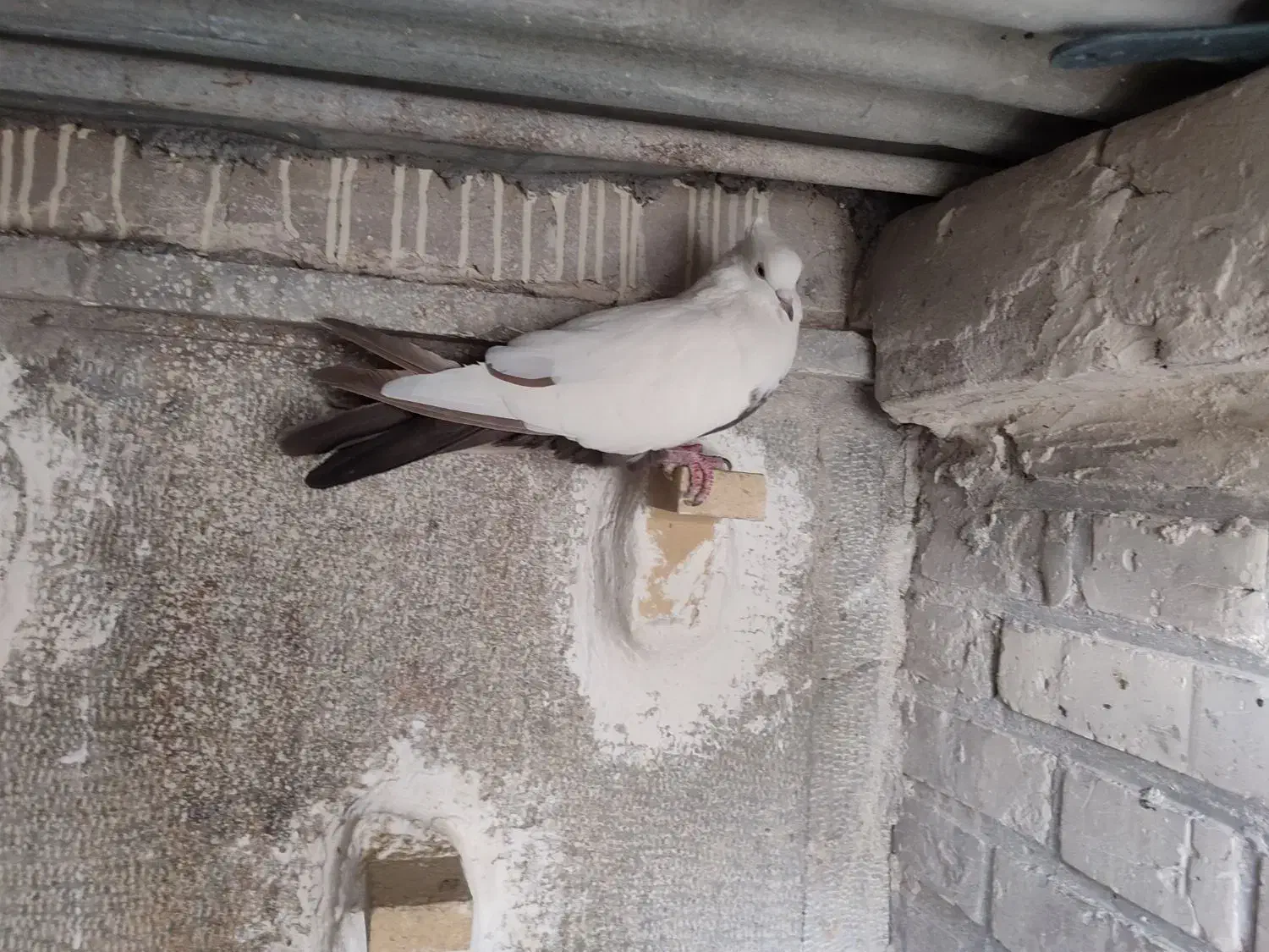 پرنده|پرنده|دزفول, |دیوار