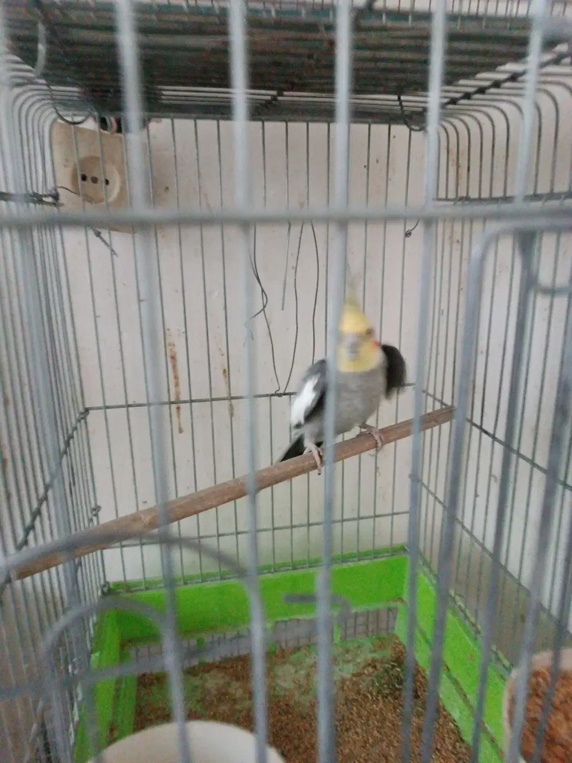 عروس هلندی|پرنده|صحنه, |دیوار