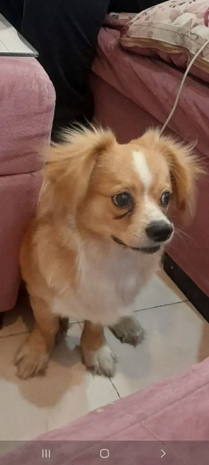 سگ اشپیتز پامر|سگ|اسلامشهر, شهرک قائمیه|دیوار