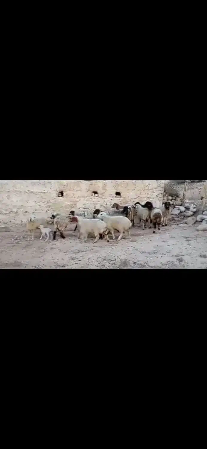 ۱۵ راس برندیل|حیوانات مزرعه|سوق, |دیوار