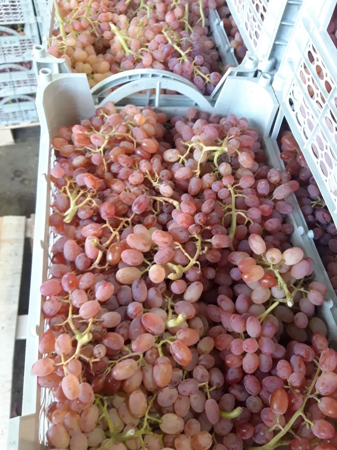 قیمت نهال رقابتی با تمام نهالستان ها|خدمات باغبانی و درختکاری|شراء, |دیوار