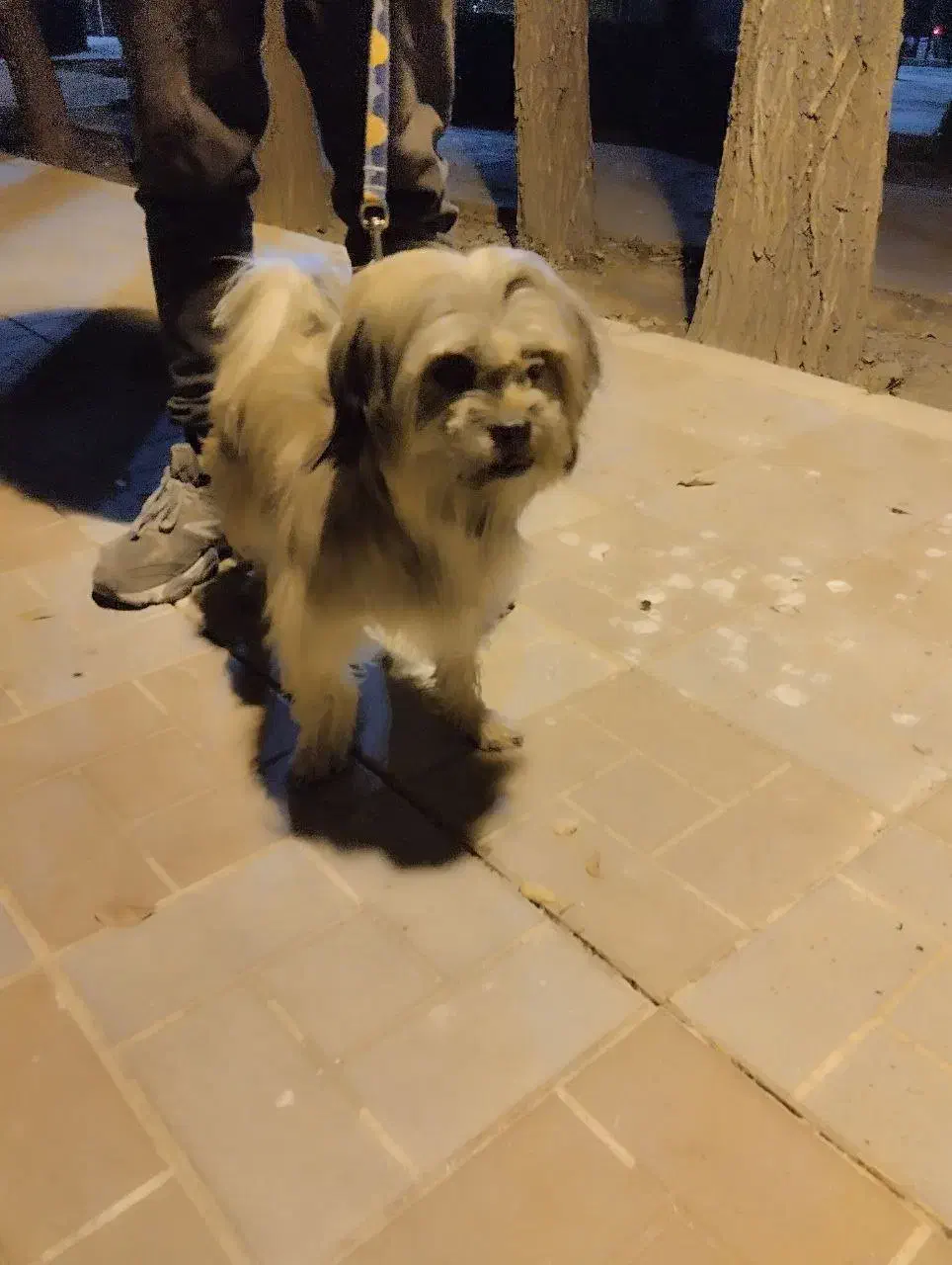 گمشده|حیوانات|بروجن, |دیوار