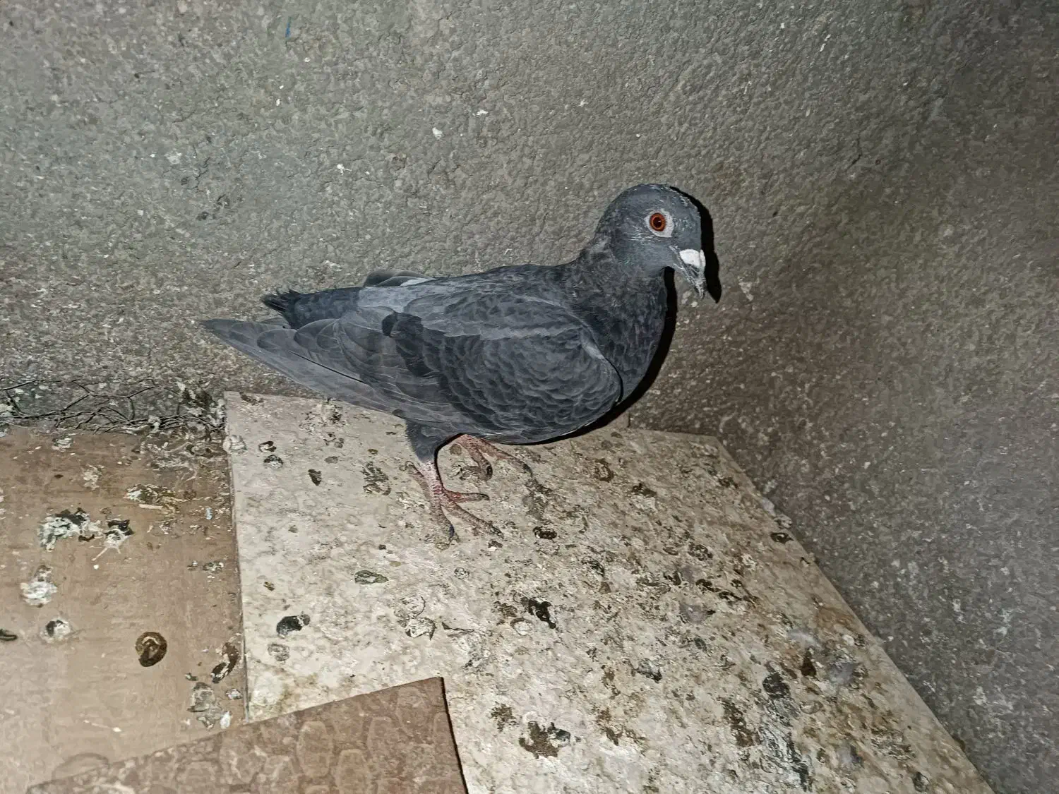 کفتر.کبوتر|پرنده|فردوس (خراسان), |دیوار