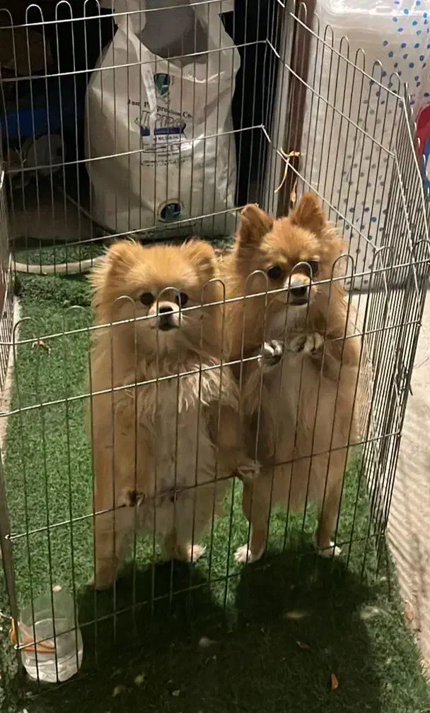 سگ گم شده|حیوانات|تبریز, |دیوار