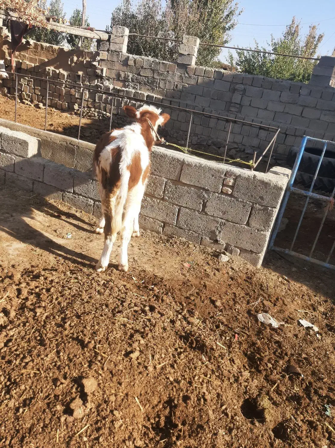 گوساله سیمیتال نر۵ماه|حیوانات مزرعه|بکتاش, |دیوار
