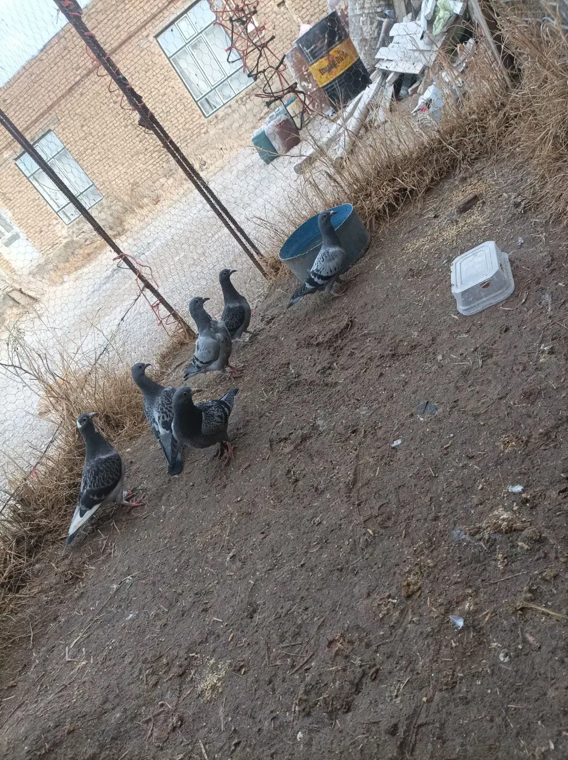 کبوتر|پرنده|ملکان, |دیوار