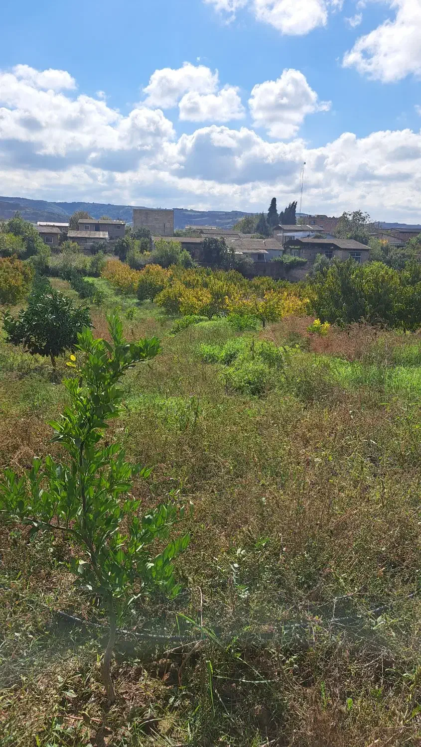 زمین|فروش دفتر صنعتی، کشاورزی، تجاری|نکا, |دیوار