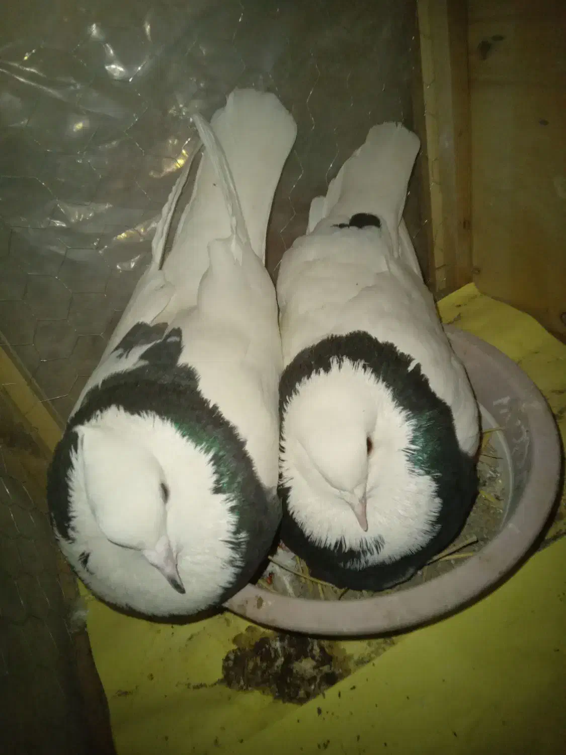 کبوتر نروماده طوقی|پرنده|شریفآباد, |دیوار