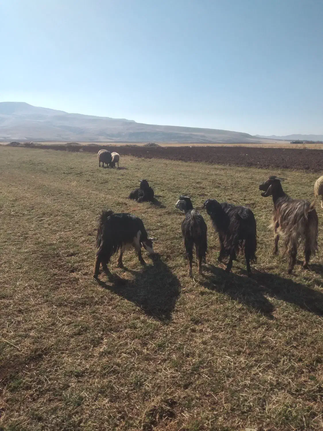 ۷عددبز جوان شیره دار|حیوانات مزرعه|فیروزآباد, |دیوار