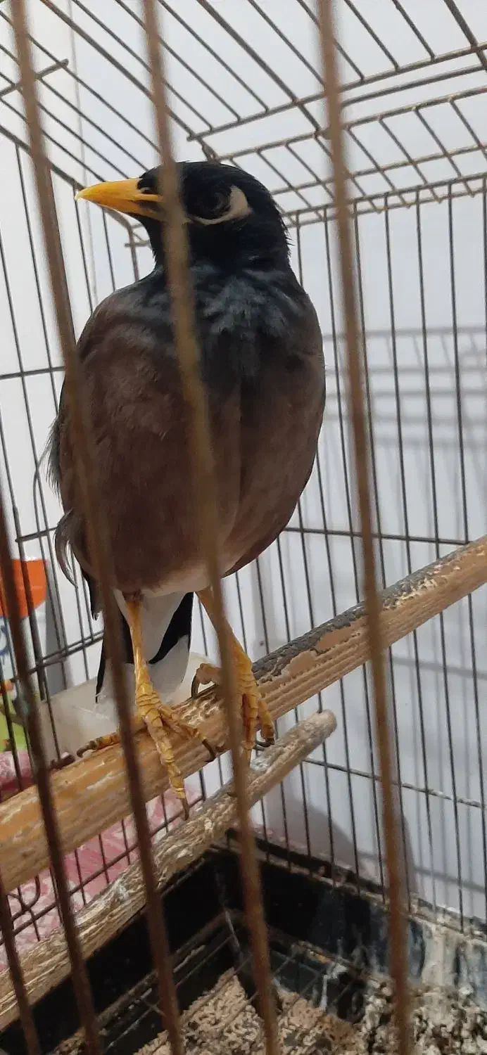 مرغ مینا سخنگوباهوش و زبل|پرنده|اسلام‌شهر, شهرک محمدیه|دیوار