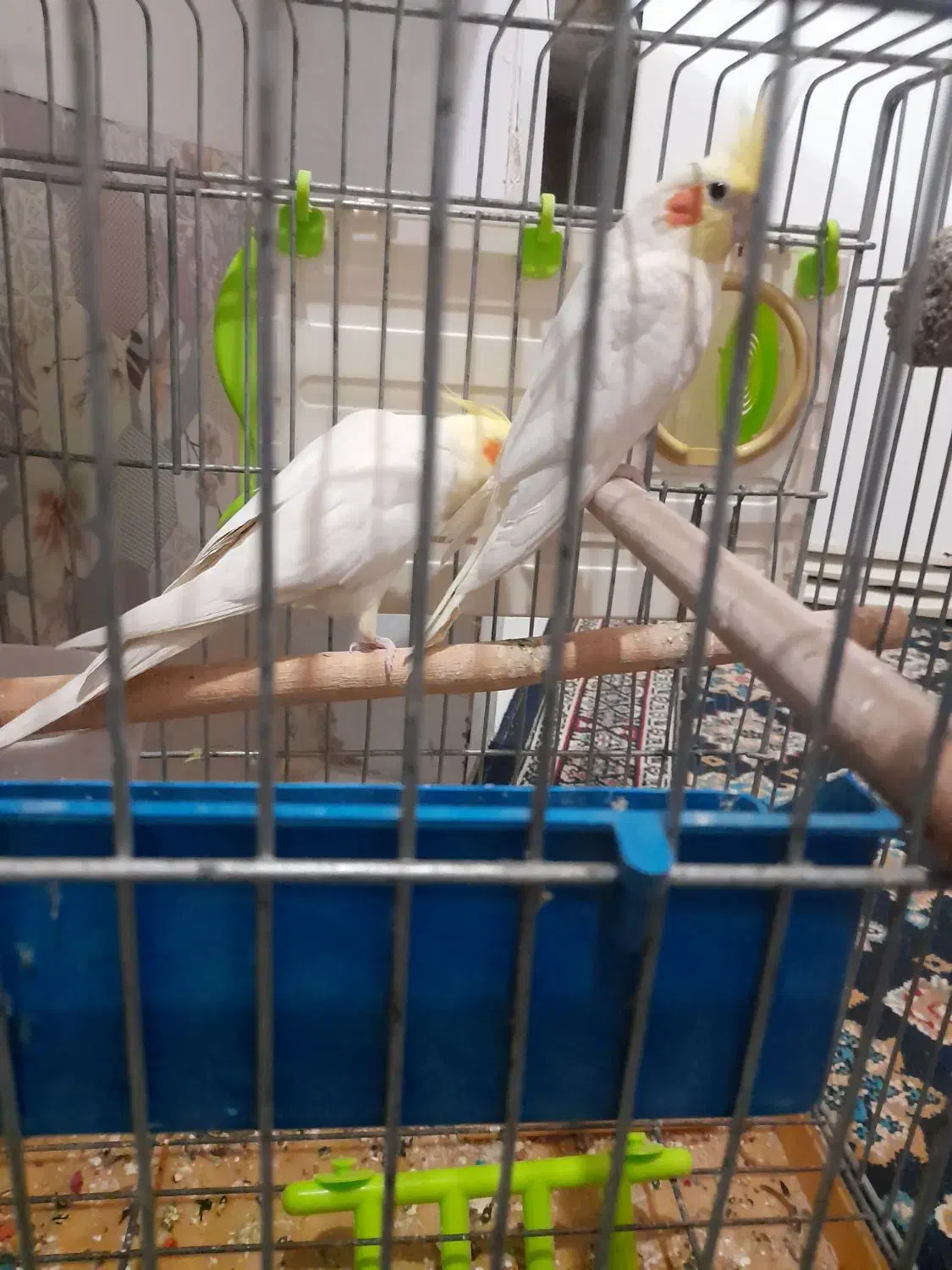 جفت عروس هلندی باقفس|پرنده|محمدشهر, کوی بهار|دیوار