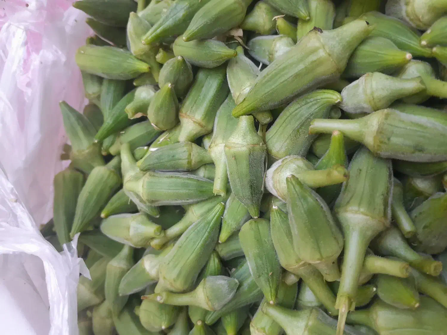 بامیه|خوردنی و آشامیدنی|شیراز, شریف‌آباد|دیوار