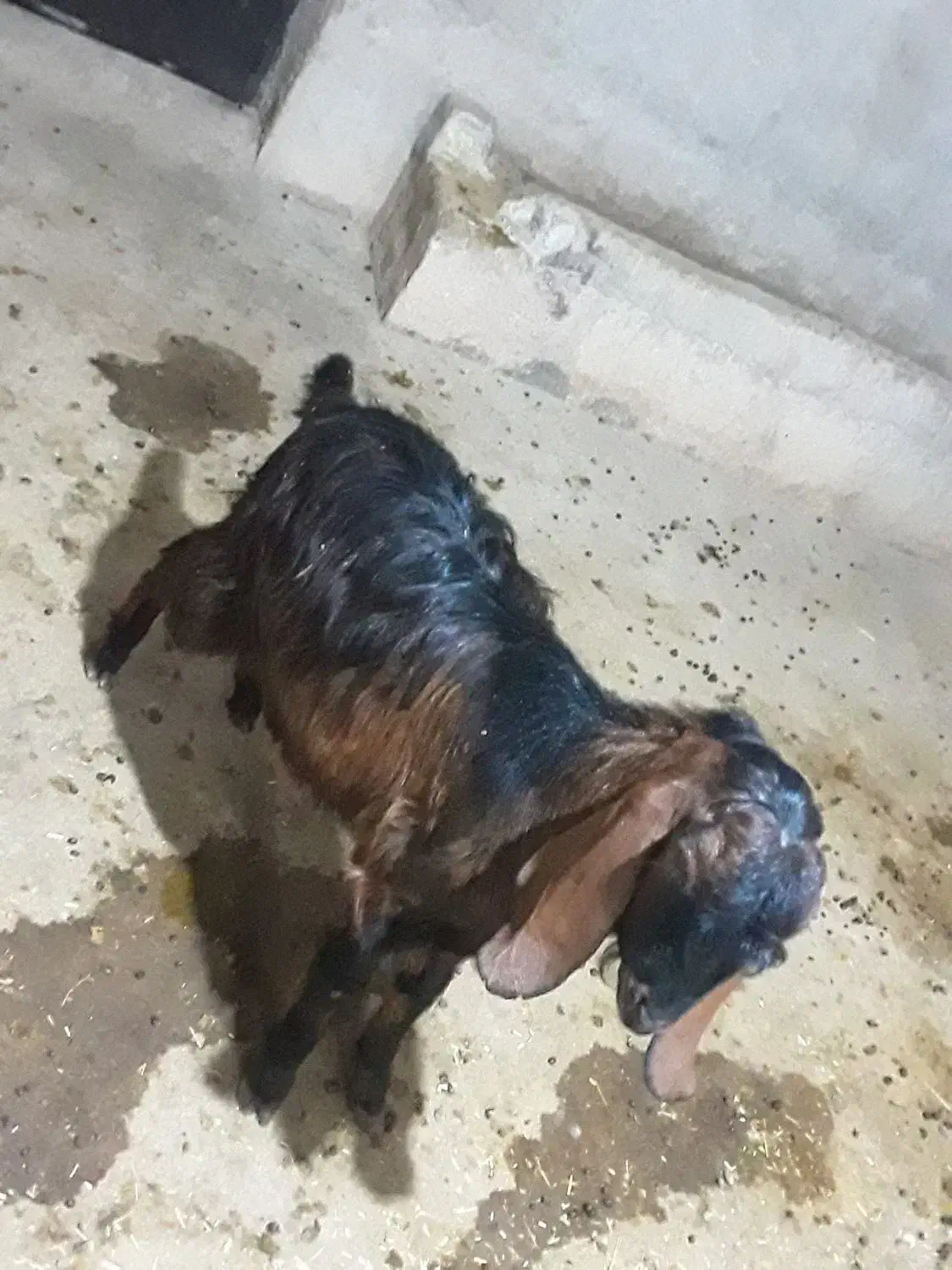 بزغاله نر|حیوانات مزرعه|سرپل ذهاب, |دیوار