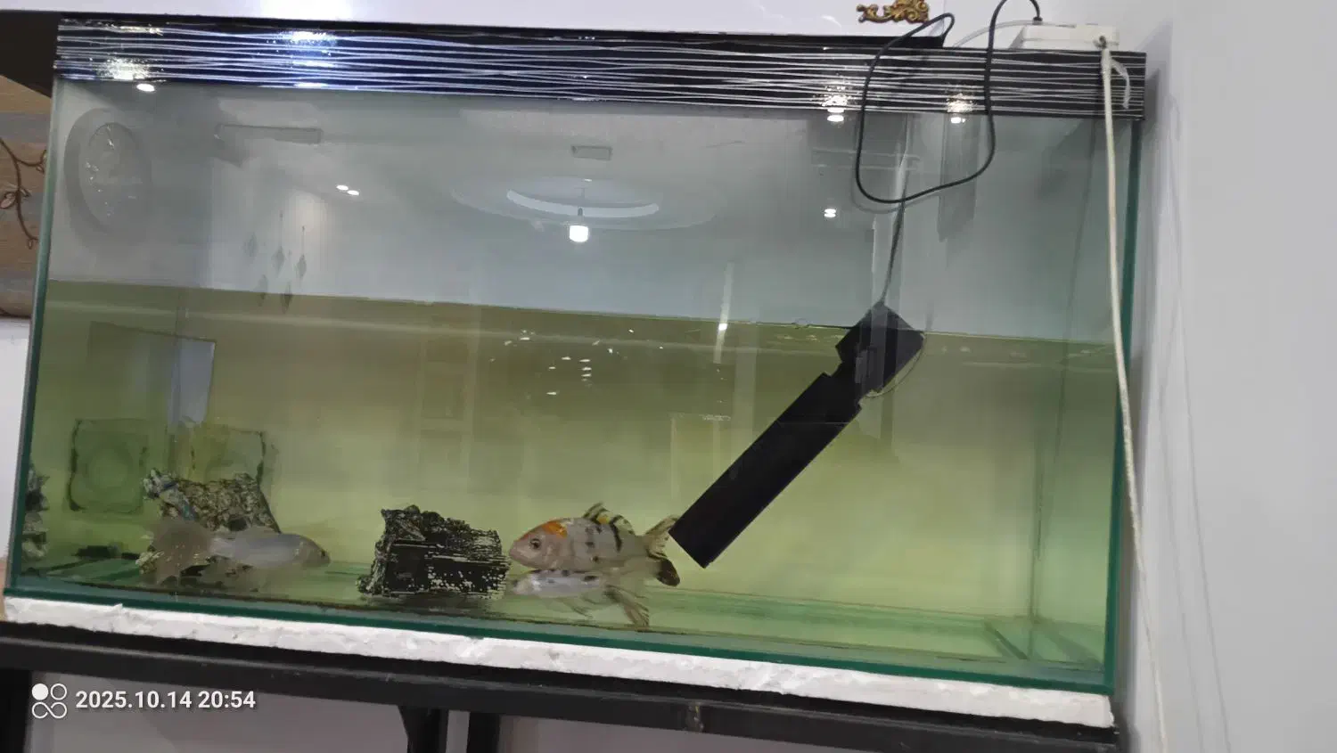 ماهی|ماهی|اراک, |دیوار