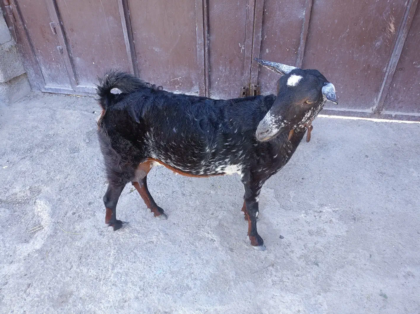 فروش بزسلاله|حیوانات مزرعه|چابهار, |دیوار