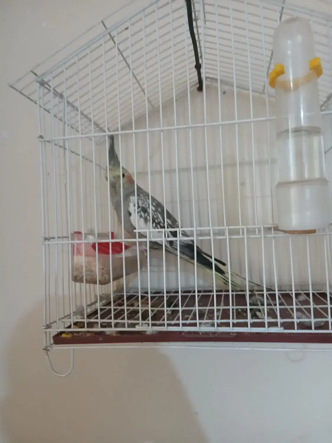 عروس مرواریدی نره|پرنده|شوشتر, |دیوار