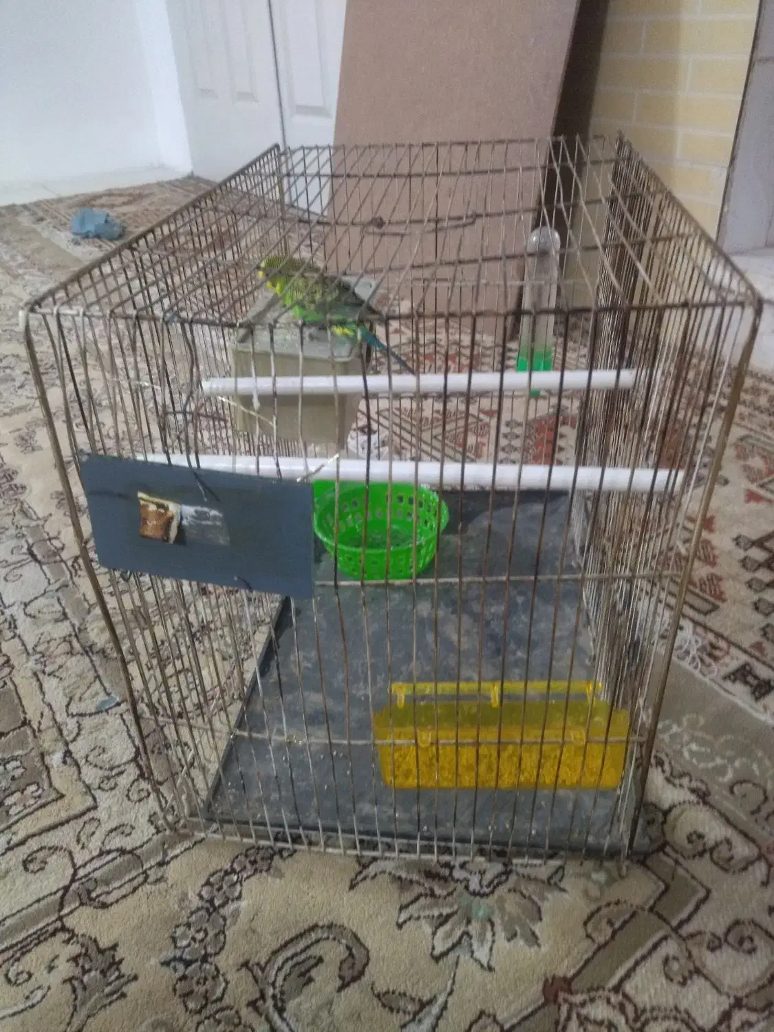 مرغ عشق|پرنده|مشهد, بهارستان|دیوار