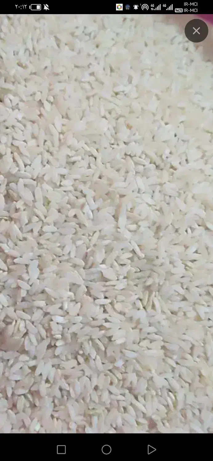 درود خدمت همه عزیزان برنج چمپابابهترین کیفیت|خوردنی و آشامیدنی|چیتاب, |دیوار