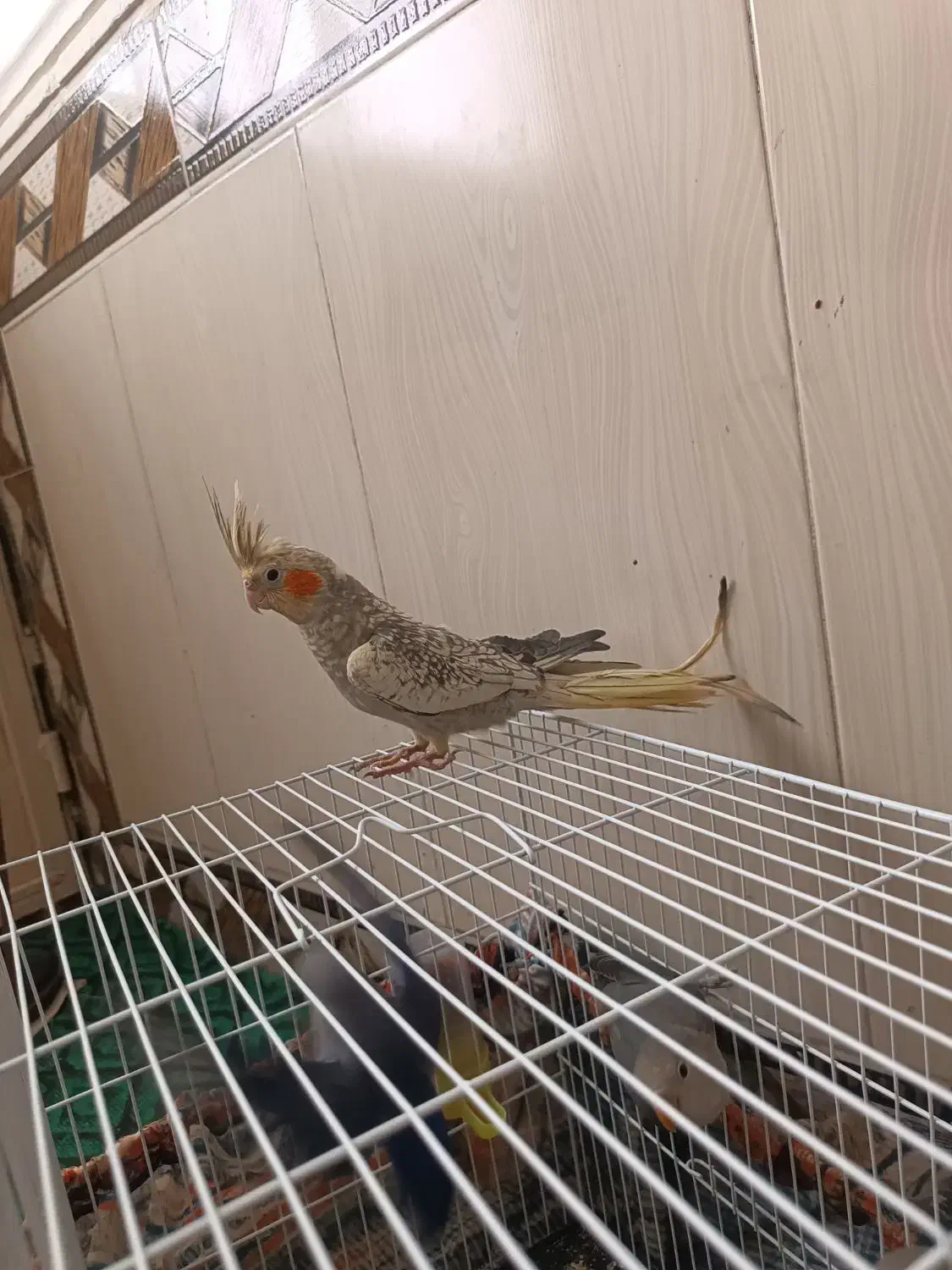 اسباب بازی کوتوله وعروس ‌.خروس لاری|اسباب‌بازی بچه|زابل, |دیوار