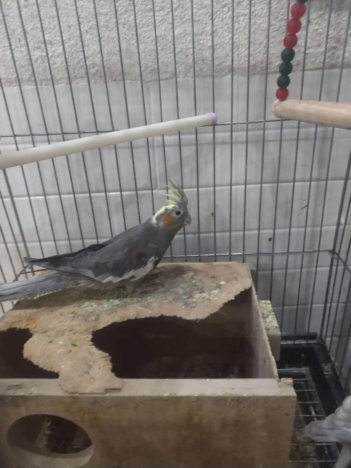 طوطی عروس|پرنده|اردکان, |دیوار