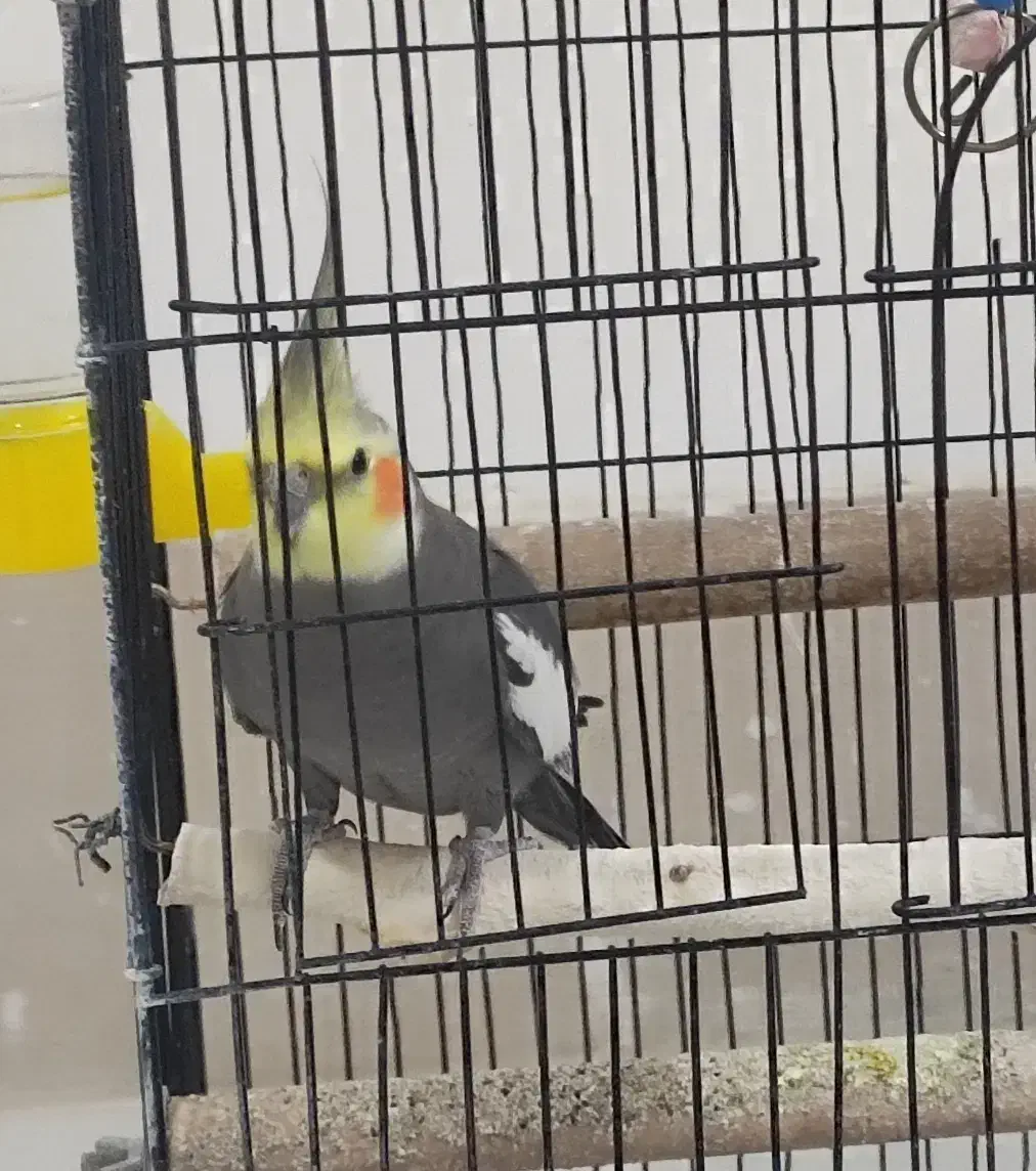 عروس هلندی|پرنده|سبزوار, مدرس|دیوار