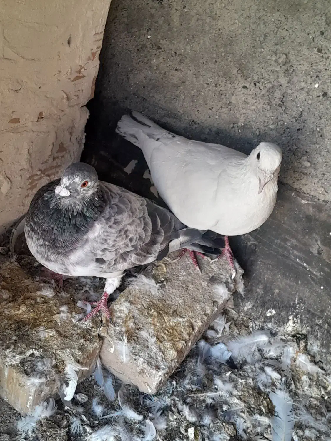 کبوتر المانی مفت|پرنده|مشهد, بهمن|دیوار