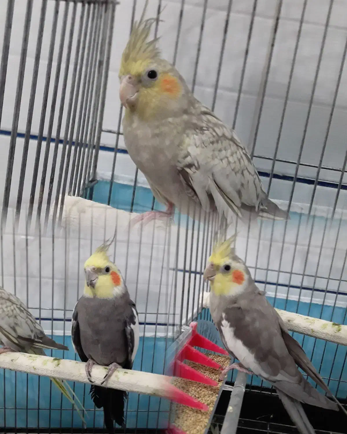 عروس هلندی|پرنده|طبس, |دیوار