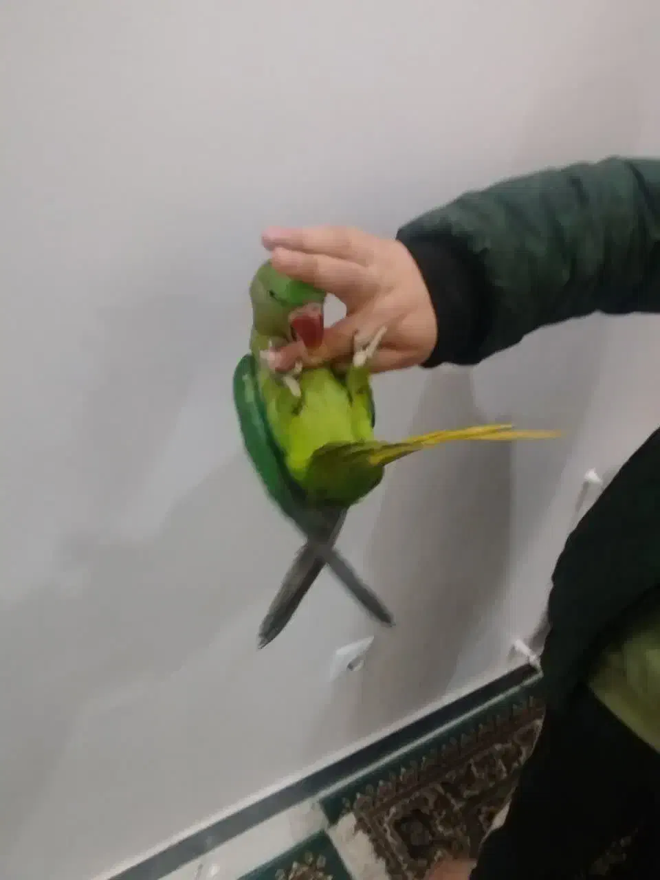 شاه طوطی اسکندر|پرنده|تهران, شهرک زینبیه|دیوار