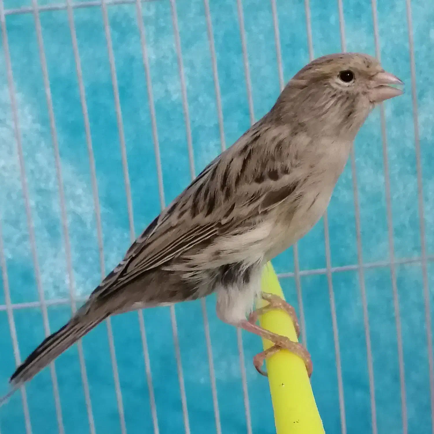 ۲قناری نر پارسالی اوپال نقره ای خانگی|پرنده|مشهد, کوی سیدی|دیوار