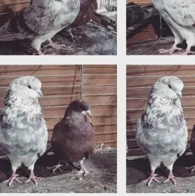 کبوتر شمرونی کله پفکی...|پرنده|تهران, باغ خزانه|دیوار