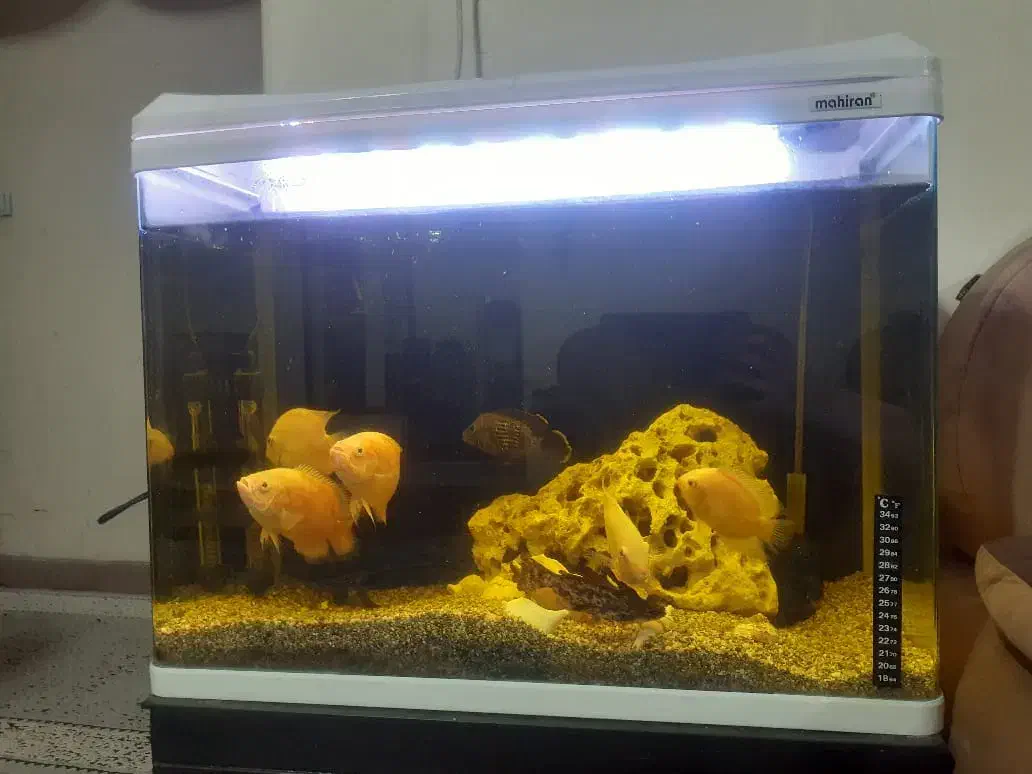 آکواریوم|کلکسیون و سرگرمی|فولادشهر, A6|دیوار