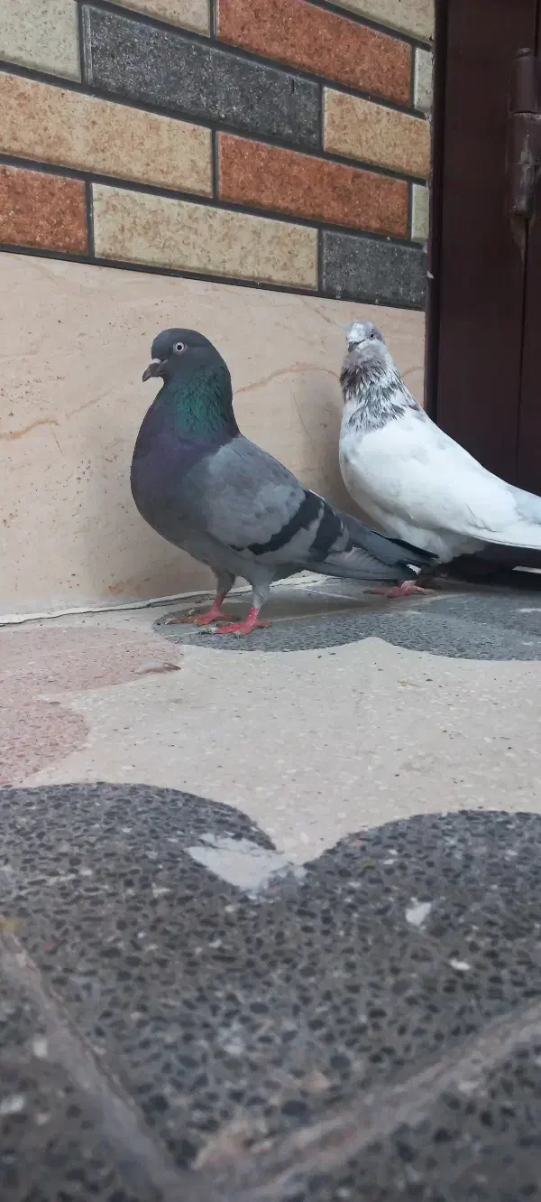 تهرونی گرو بند ساعت سنگین|پرنده|خمینی‌شهر, |دیوار