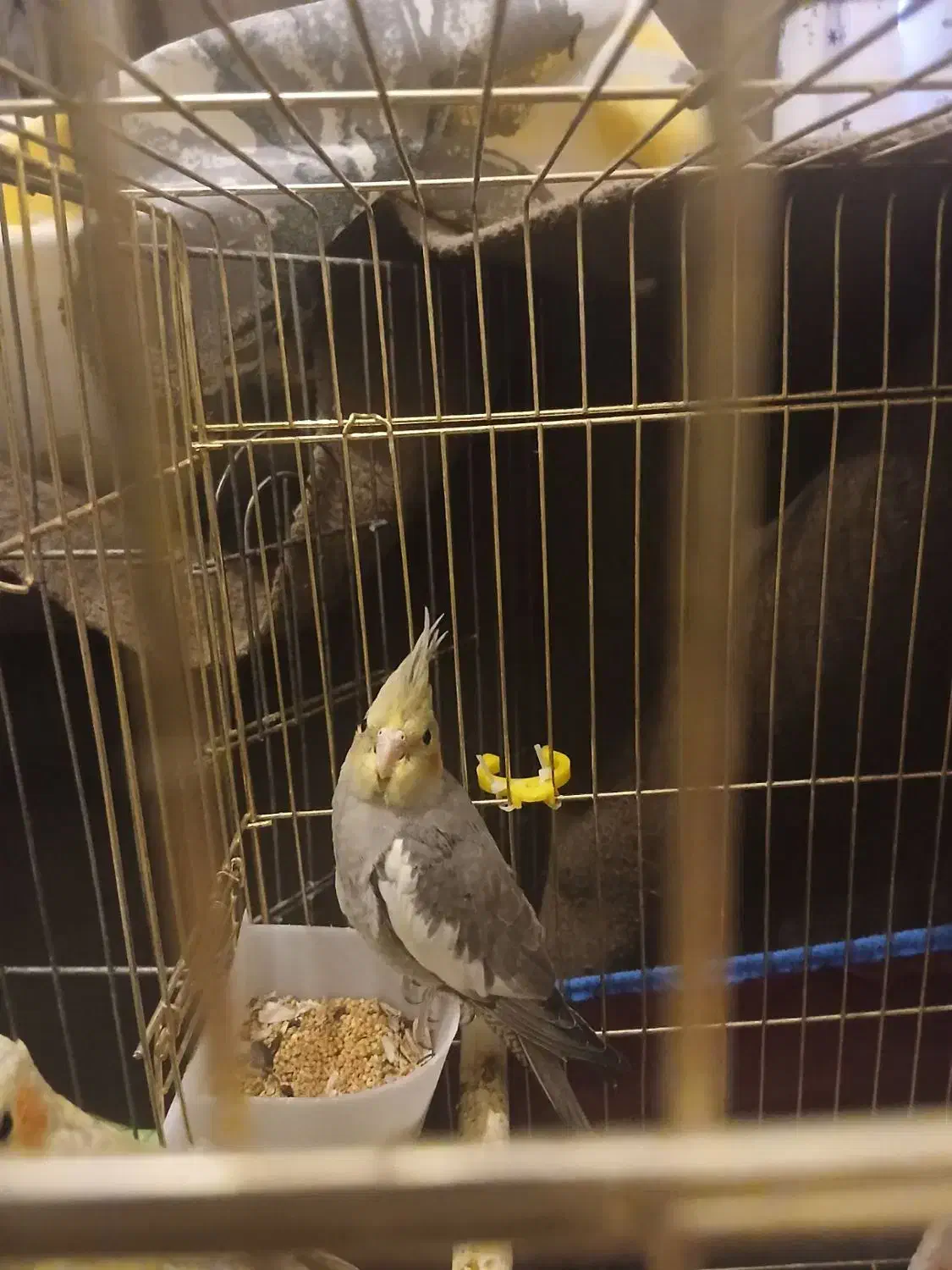 عروس هلندی سینامون  دونه ۷۰۰|پرنده|پاکدشت, شهرک امام رضا|دیوار