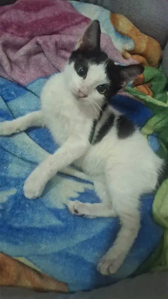 واگزای گربه|گربه|ری, صفاییه (چشمه علی)|دیوار