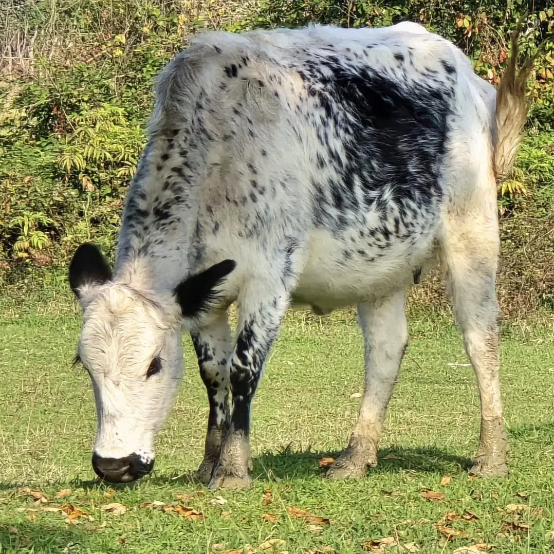 دورگ بی شاخ ۸ ماه شکم *جوان|حیوانات مزرعه|رشت, بازار|دیوار