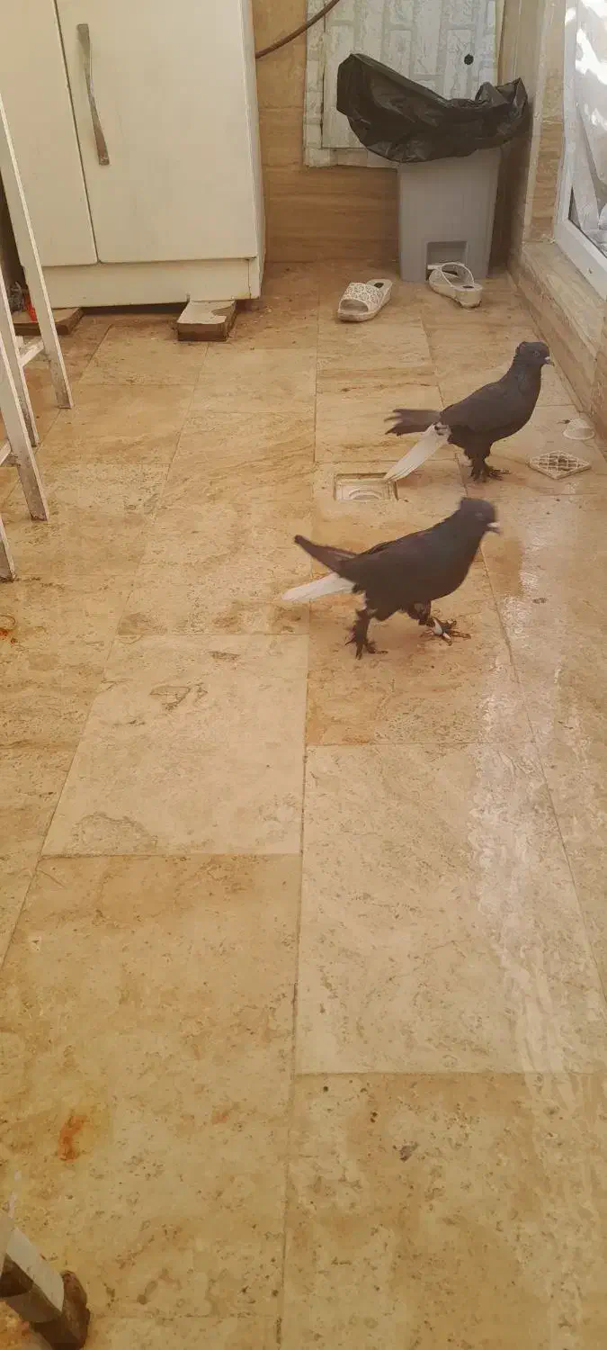 کبوتر|پرنده|قم, باغ کرباسی|دیوار