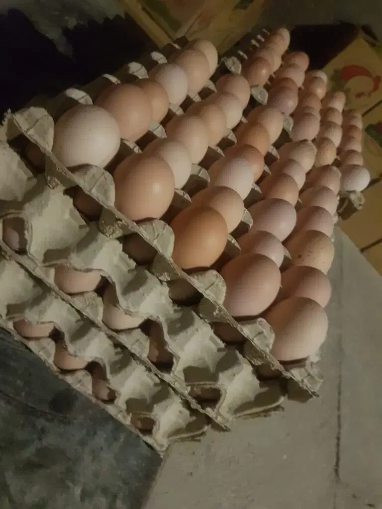 تخم مرغ نطفه دار و خوراکی محلی طبیعی و ارگانیک|حیوانات مزرعه|جوادآباد, |دیوار