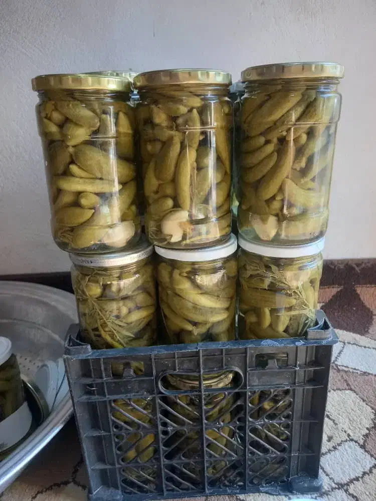 خیارشور|خوردنی و آشامیدنی|شیراز, حافظیه|دیوار