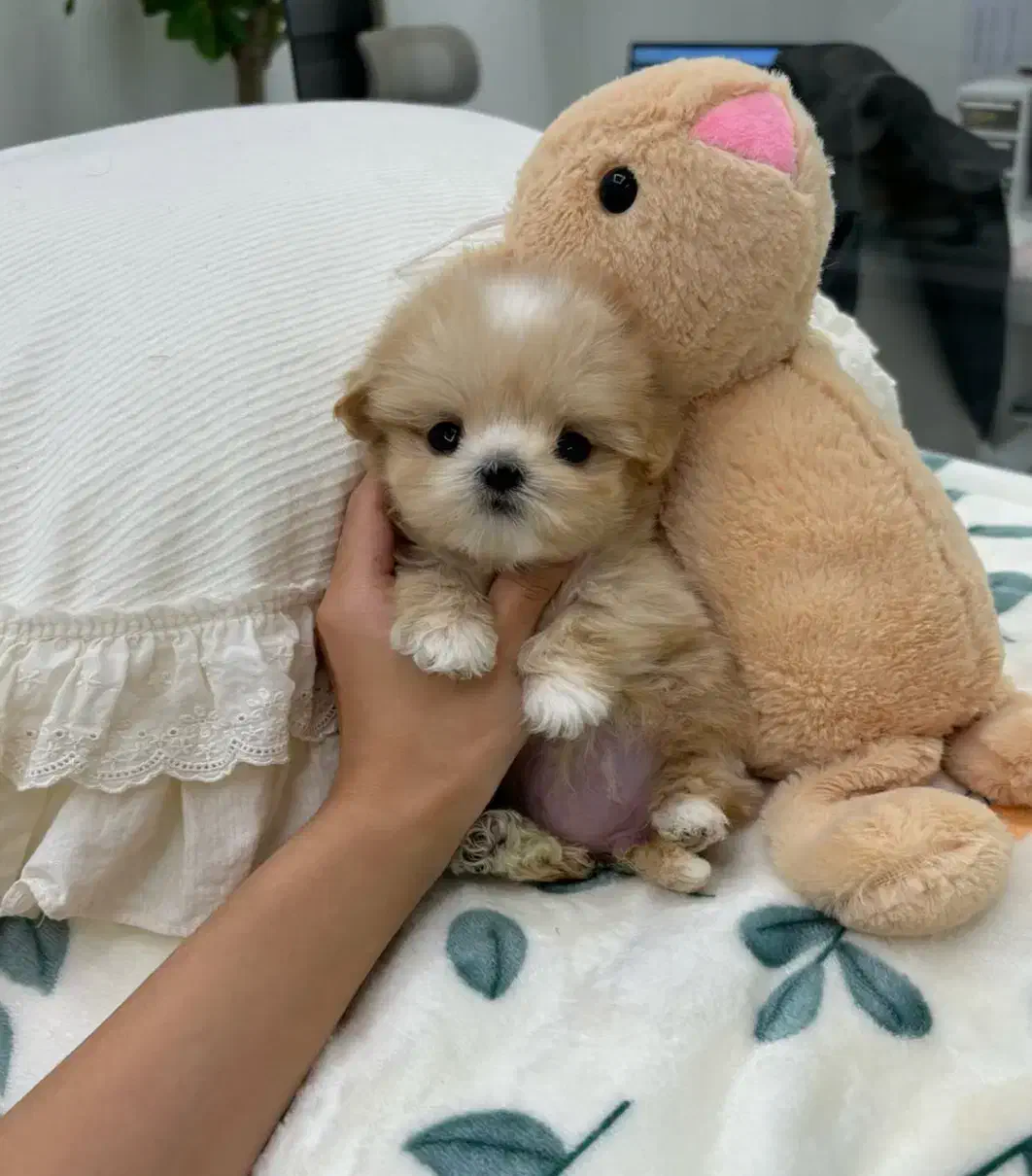 پودل عروسکی|سگ|تهران, سردارجنگل|دیوار