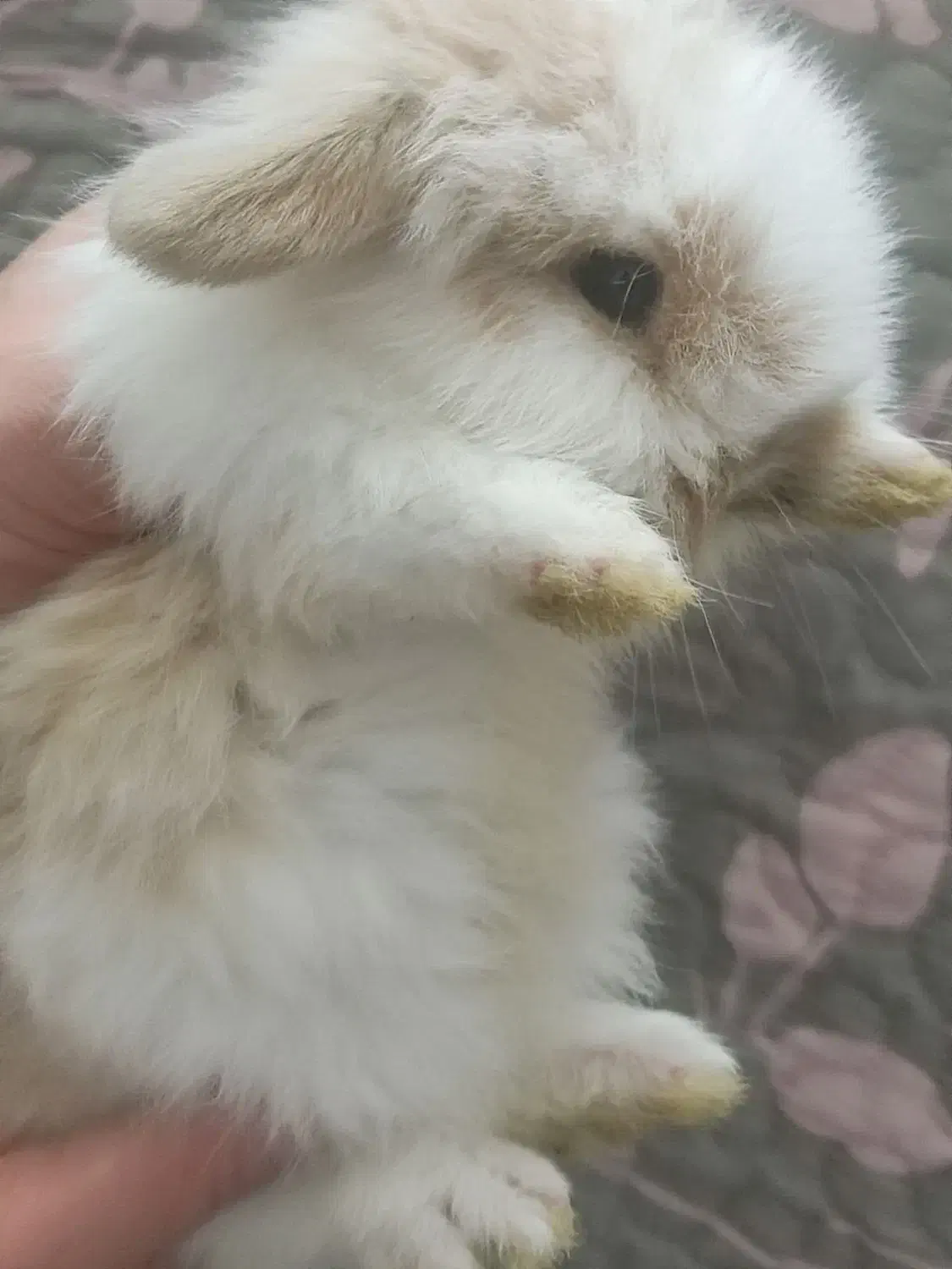 بچه خرگوش لوپ|موش و خرگوش|قم, آذر (نکویی)|دیوار