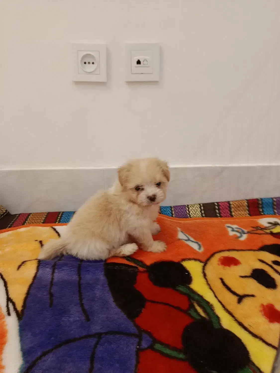 سگ دوماهه اصیل|سگ|مشهد, فتح المبین|دیوار