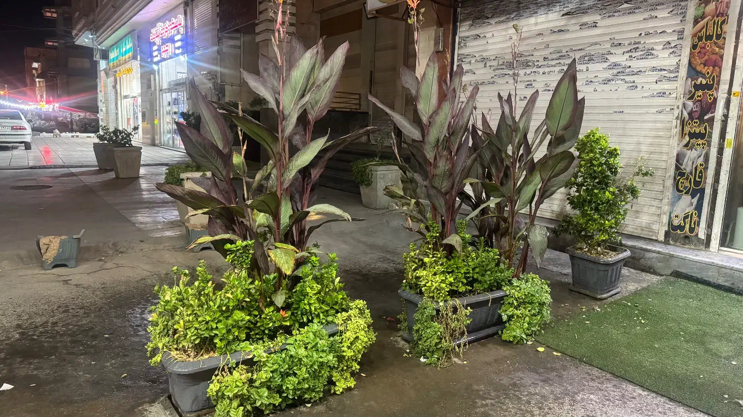 گل و گلدان|گل و گیاه طبیعی|شیراز, نصر|دیوار