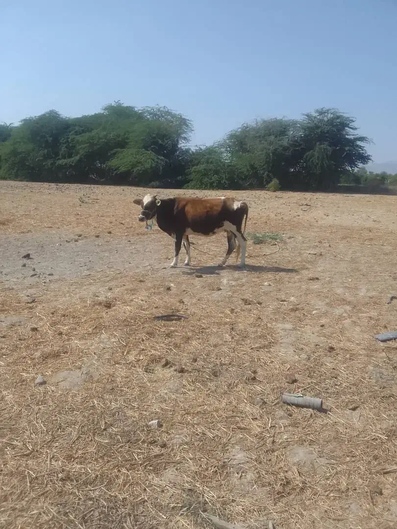 دوتا گاو آبستن 6ماهه جوان هشت بندی|حیوانات مزرعه|میناب, |دیوار