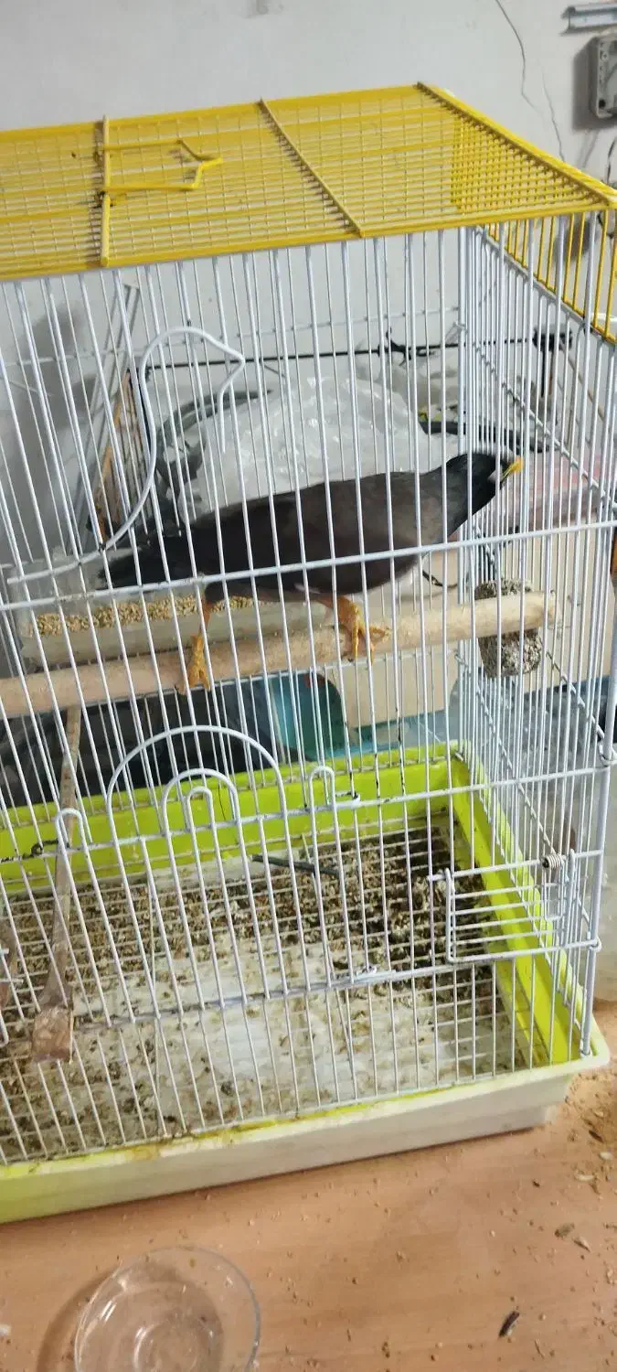 مینا|پرنده|اصفهان, کنگاز|دیوار