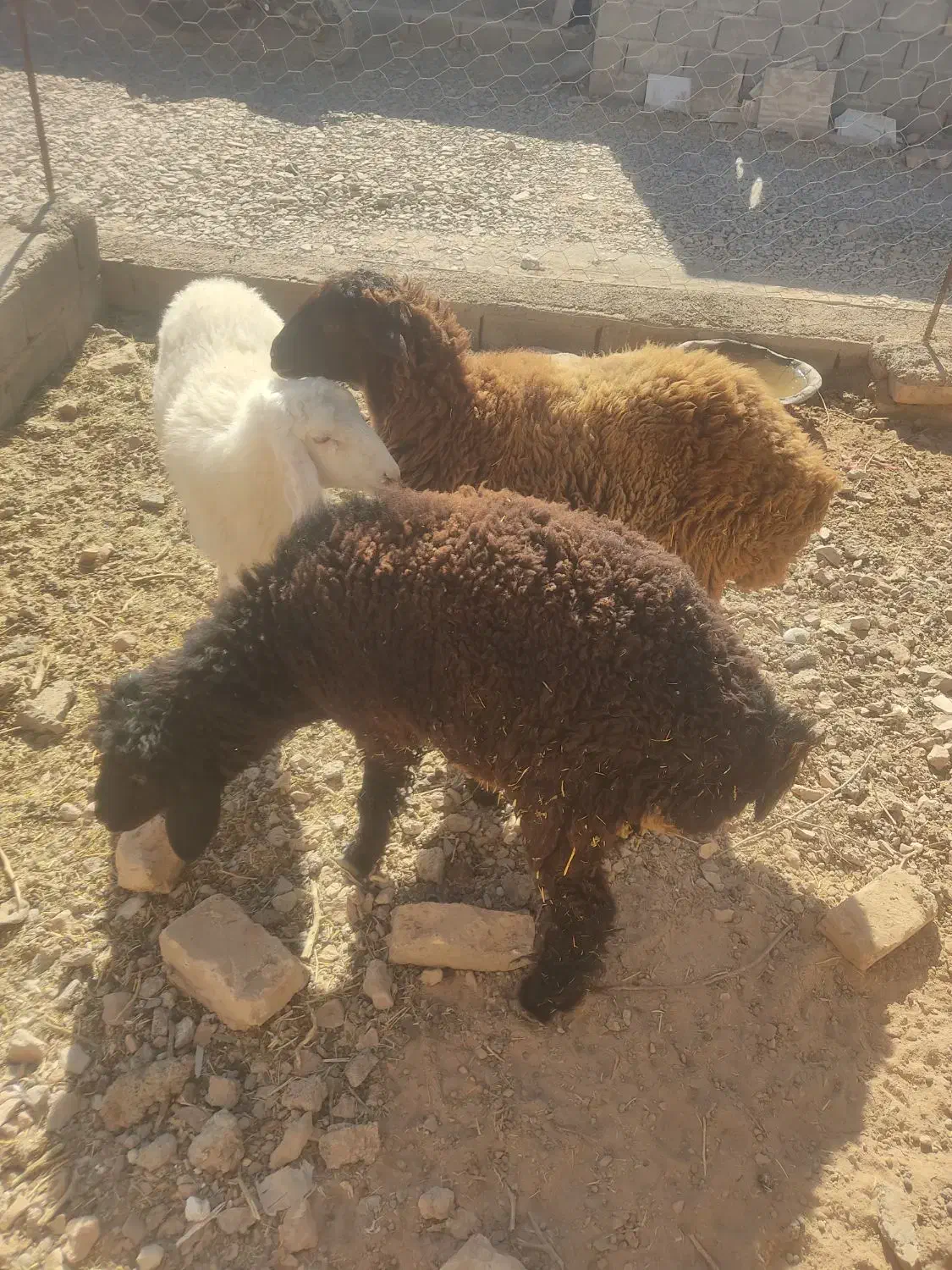سه عدد بره مال جنس یک نر ودوماده|حیوانات مزرعه|قائن, |دیوار