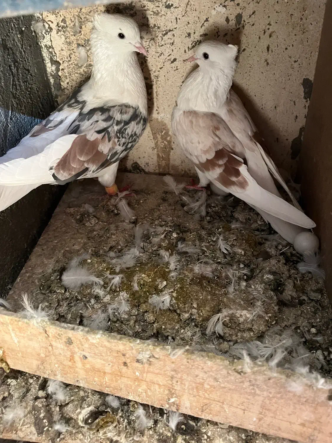 پلنگ نواتی|پرنده|بروجرد, |دیوار