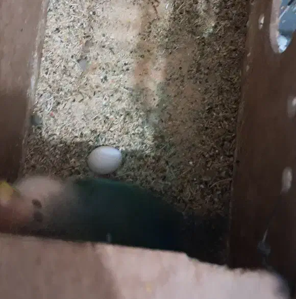 طوطی برزیلی|پرنده|اهواز, بیست متری شهرداری|دیوار