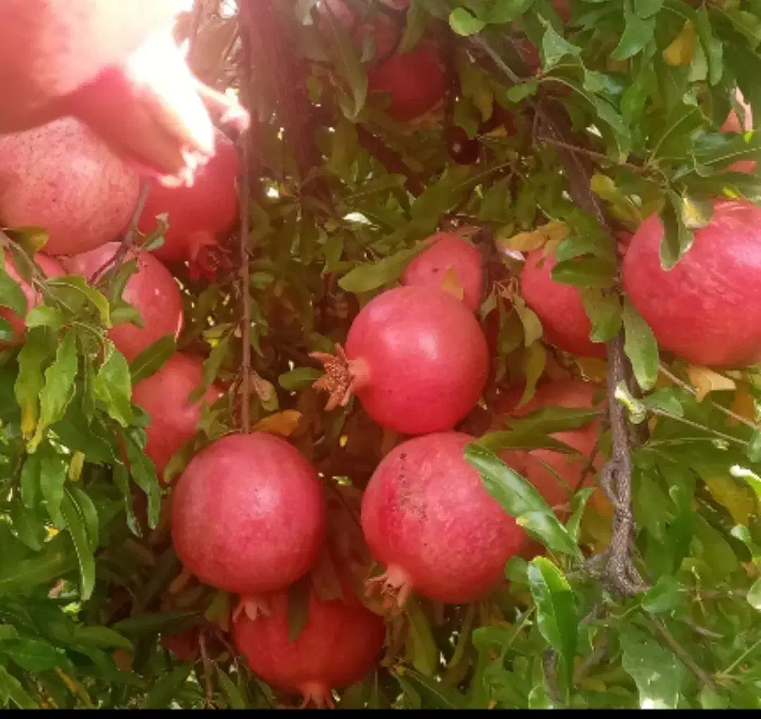 انار کوهنانی درجه یک چین اول|خوردنی و آشامیدنی|کوهدشت, |دیوار