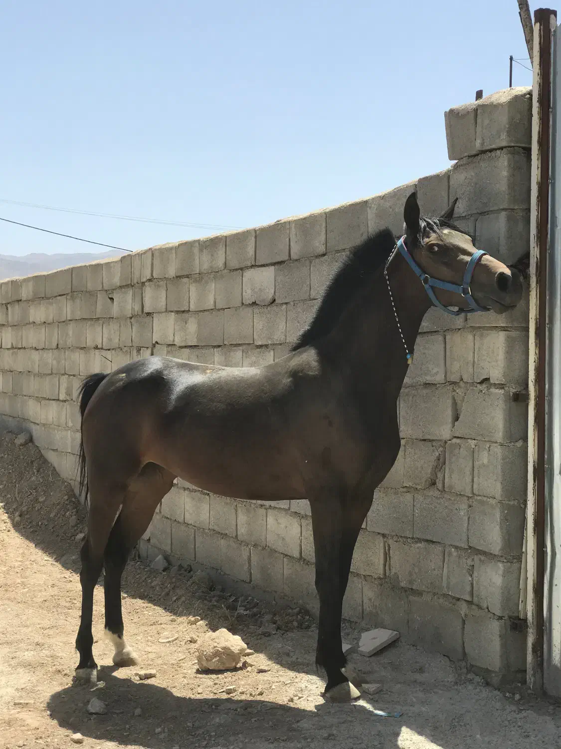 کره مادیان دوساله از طوفان کیانی|اسب و تجهیزات اسبسواری|بروجن, |دیوار
